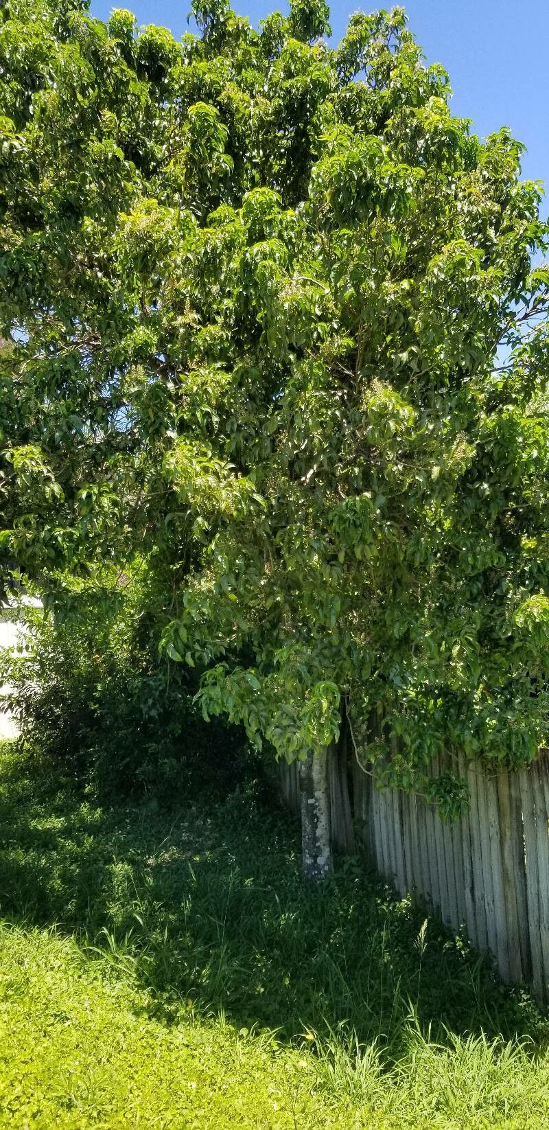 Diploglottis campbellii habit