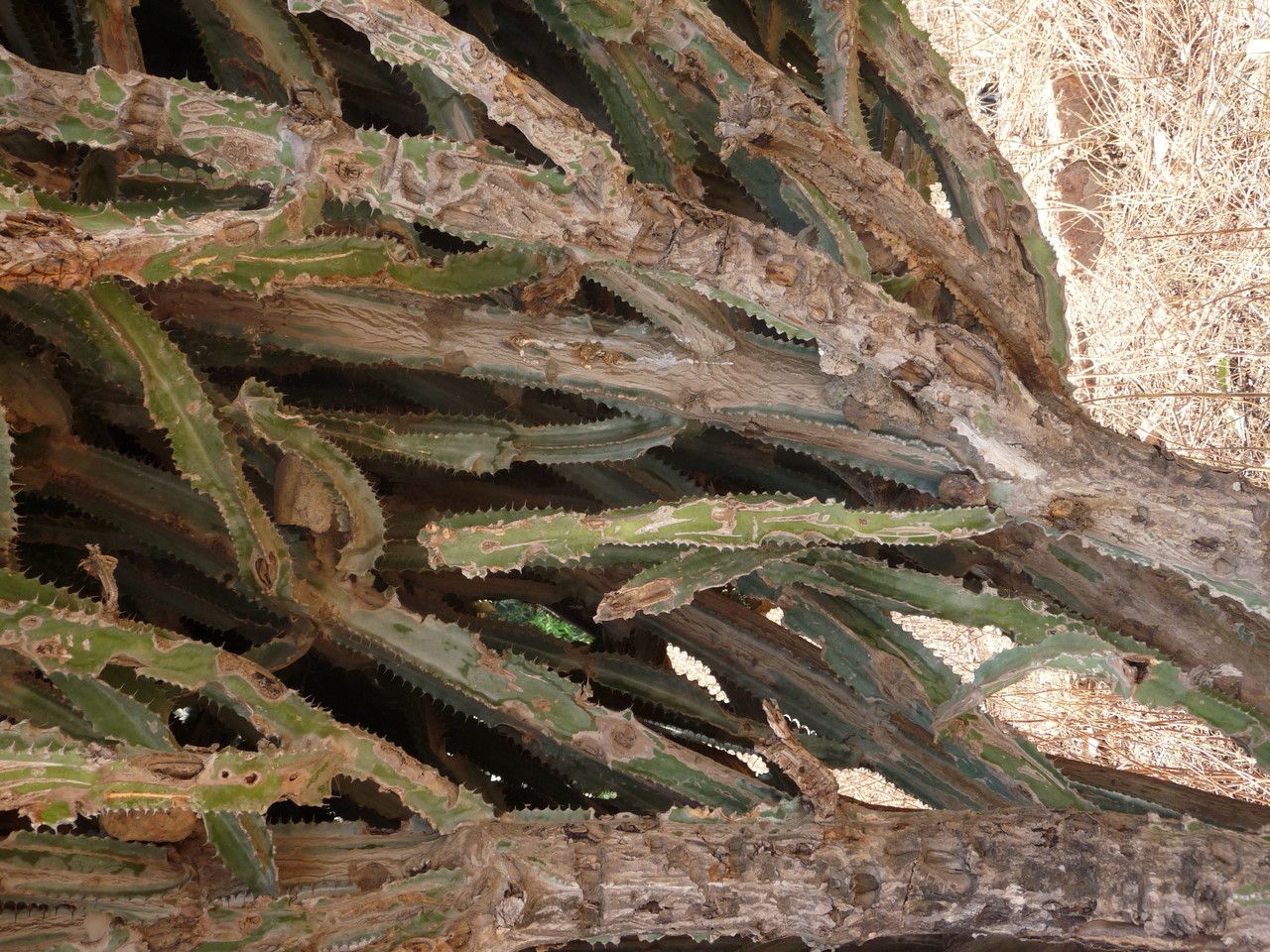 Euphorbia kamerunica bark