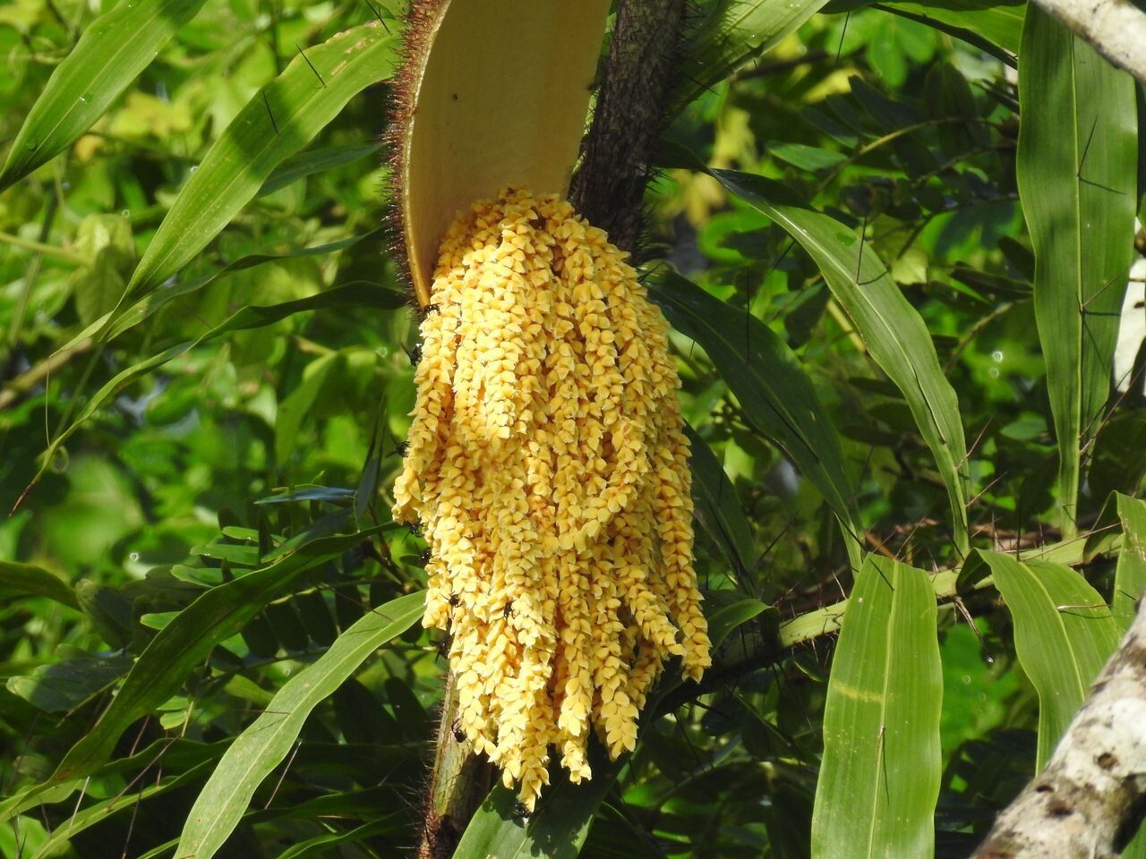 Desmoncus horridus flower