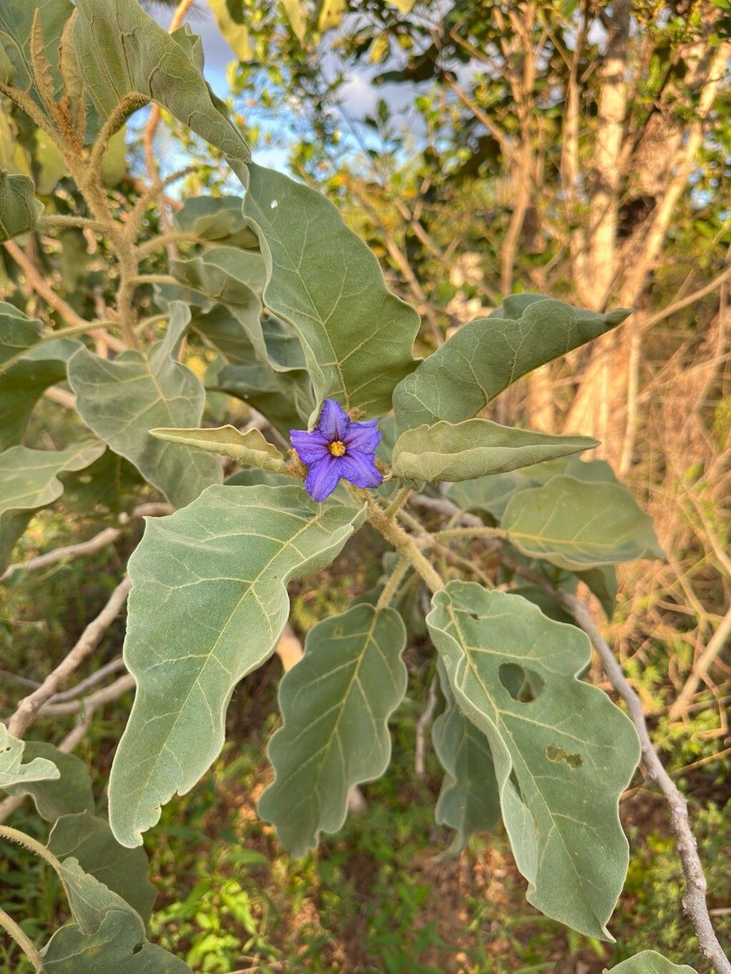 Solanum falciforme leaf