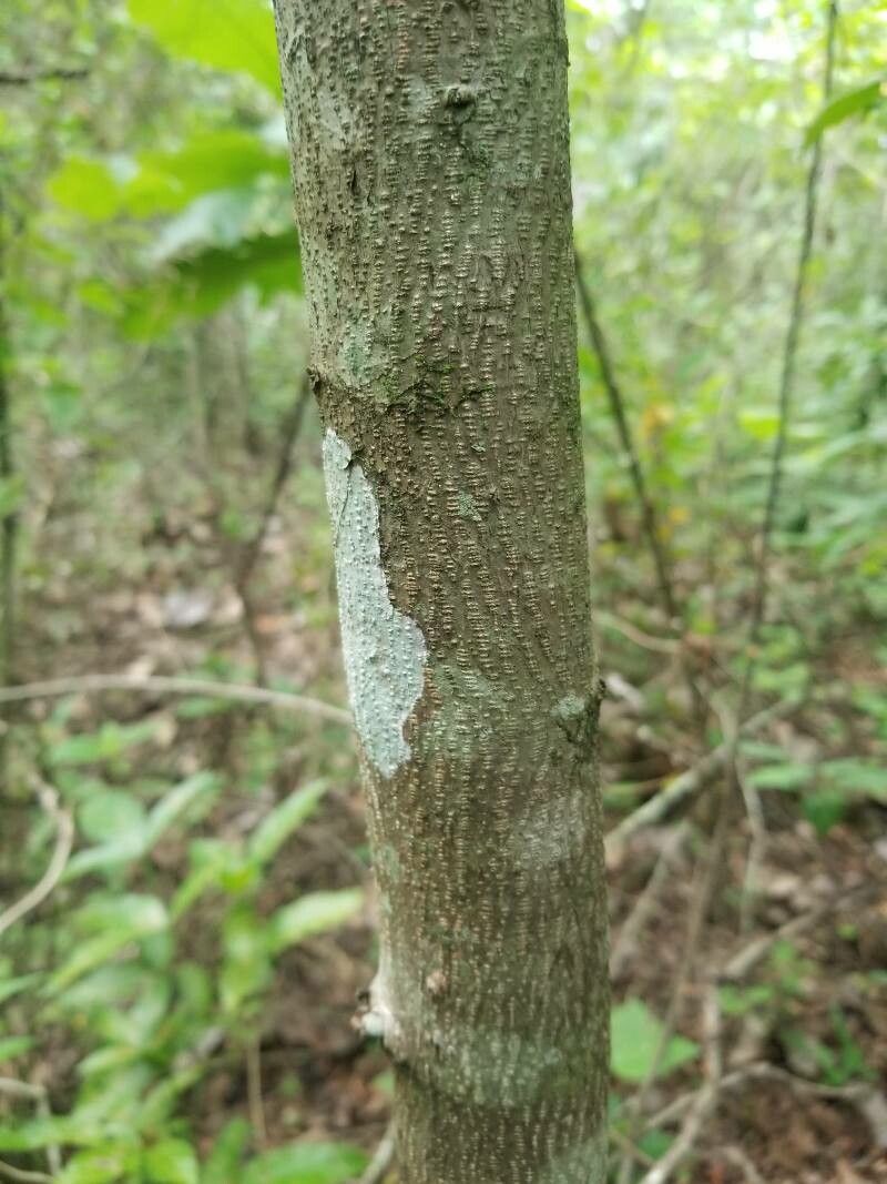 Annona holosericea bark