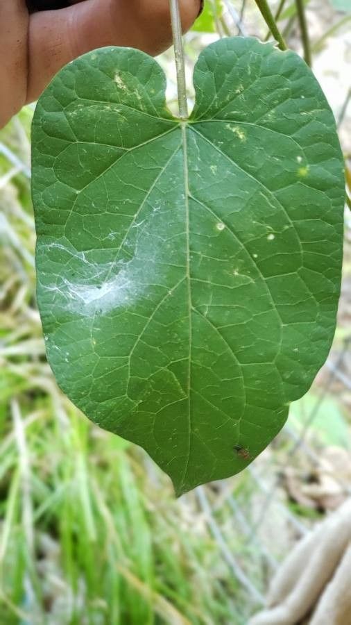 Cynanchum laeve leaf