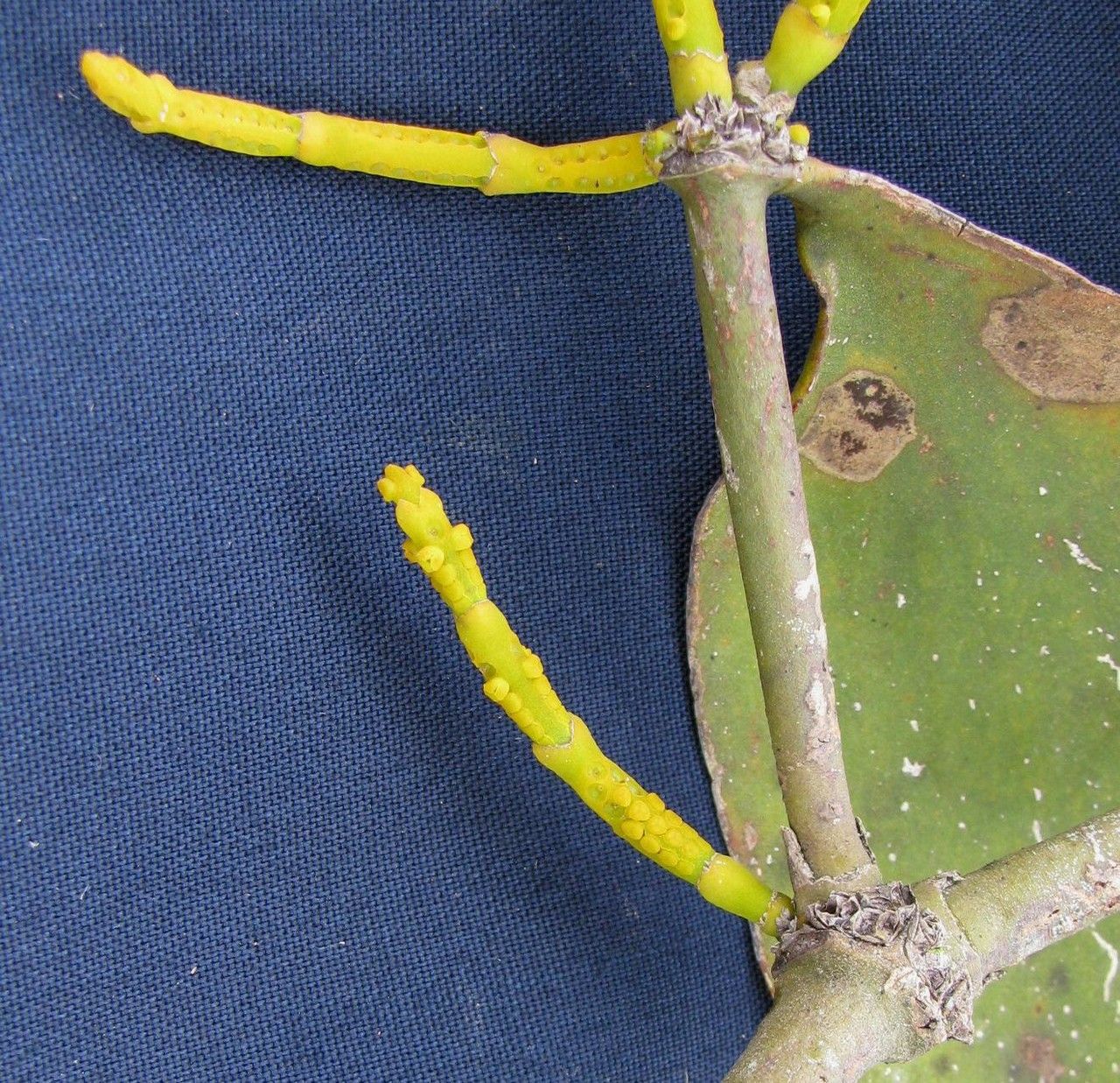 Phoradendron robustissimum fruit