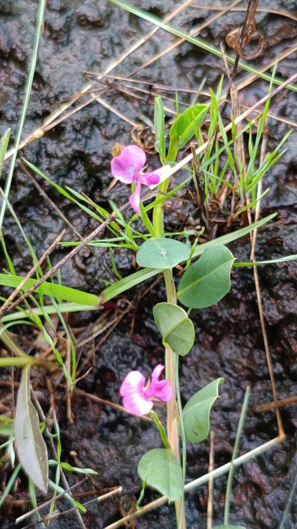 Indigofera dalzelliana leaf