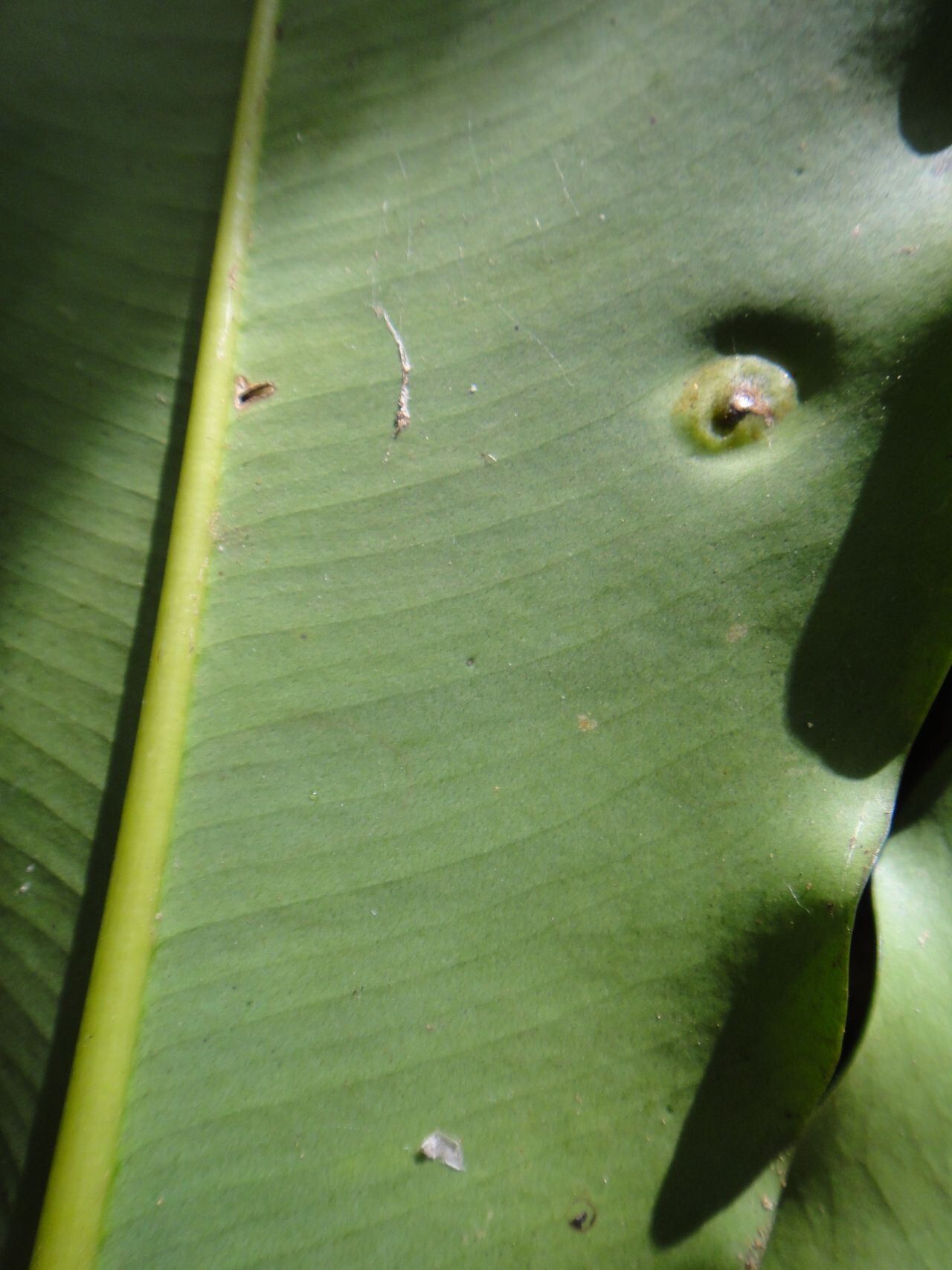 Plerandra plerandroides — houseplant care guide