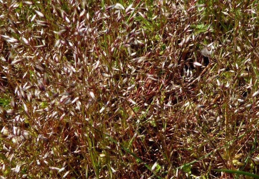 Aira elegantissima flower