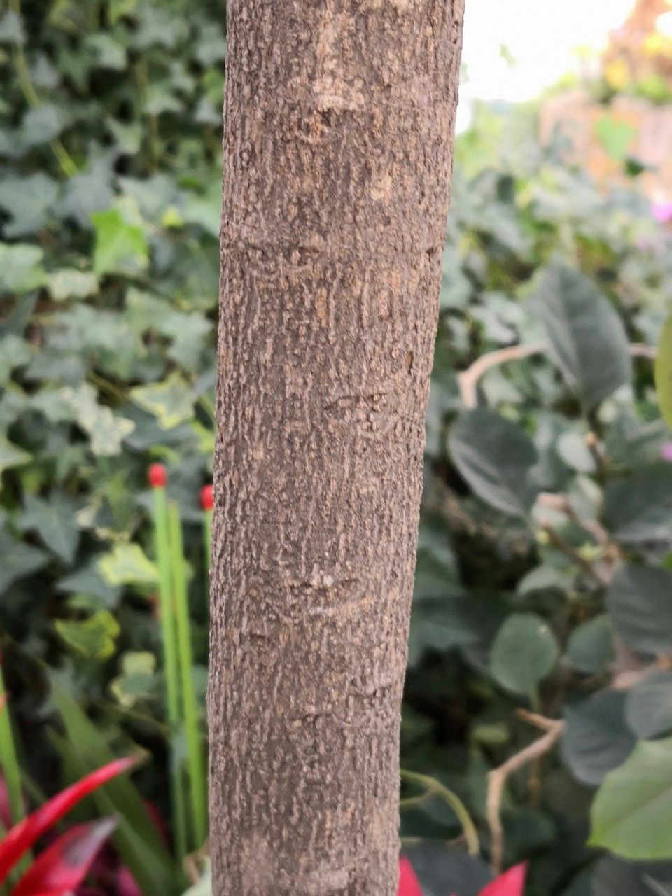 Pouteria campechiana bark