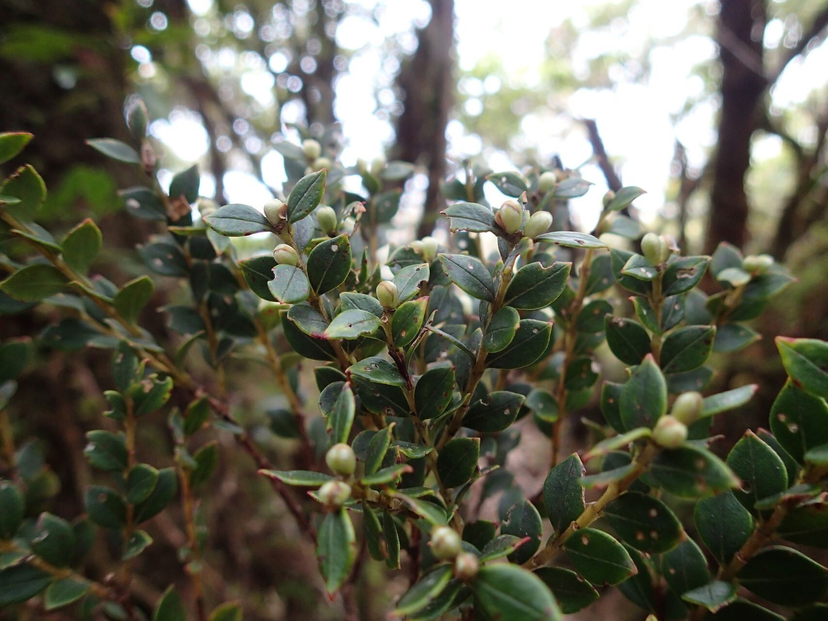 Metrosideros oreomyrtus — search result for 'Metrosideros'