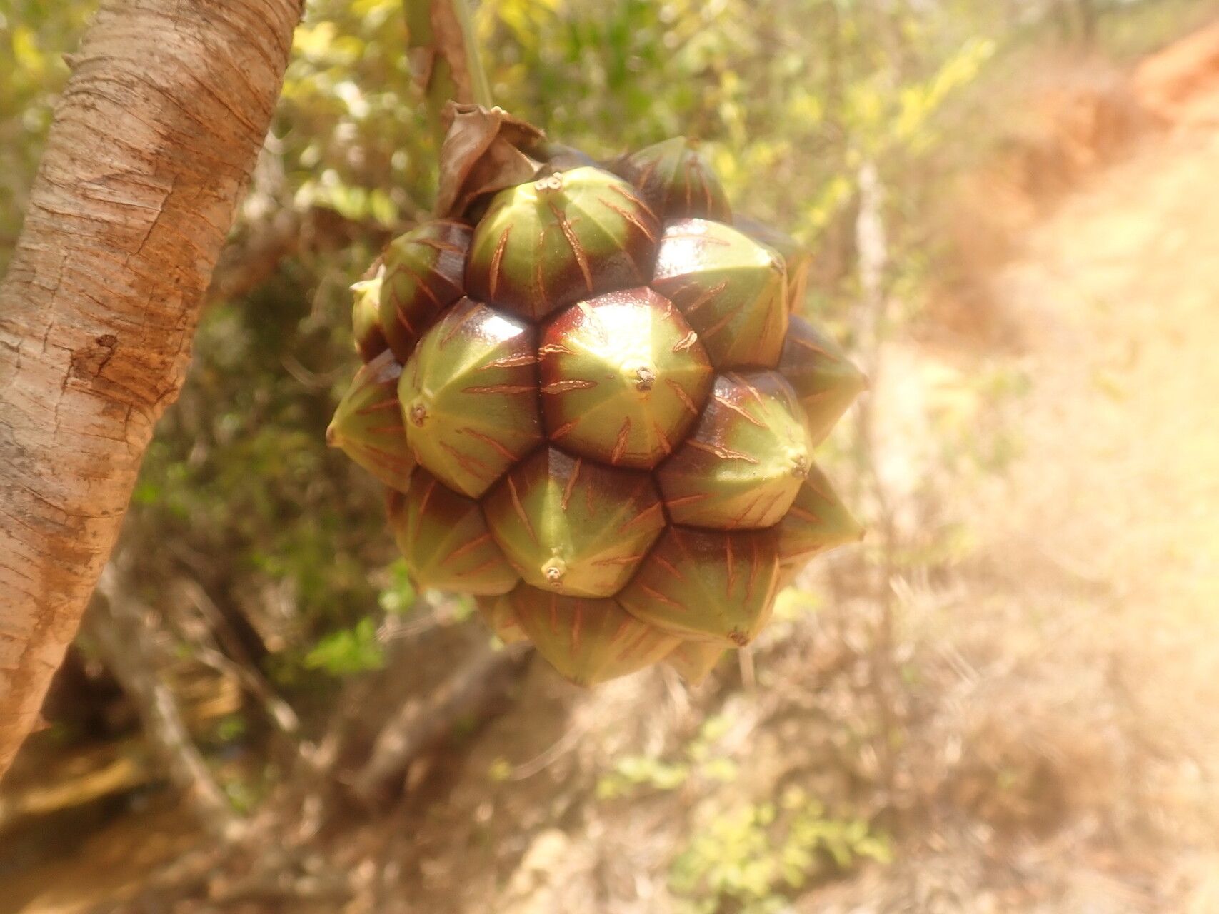 Pandanus boivinii fruit