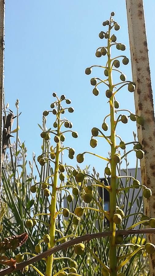 Caesalpinia bonduc flower