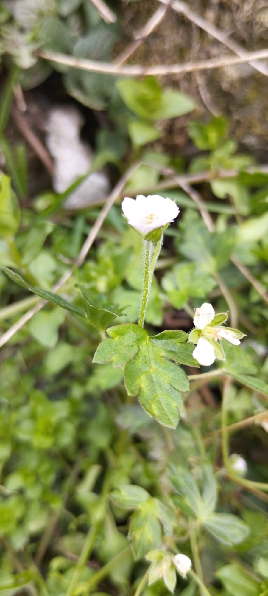 Geranium nepalense — houseplant care guide