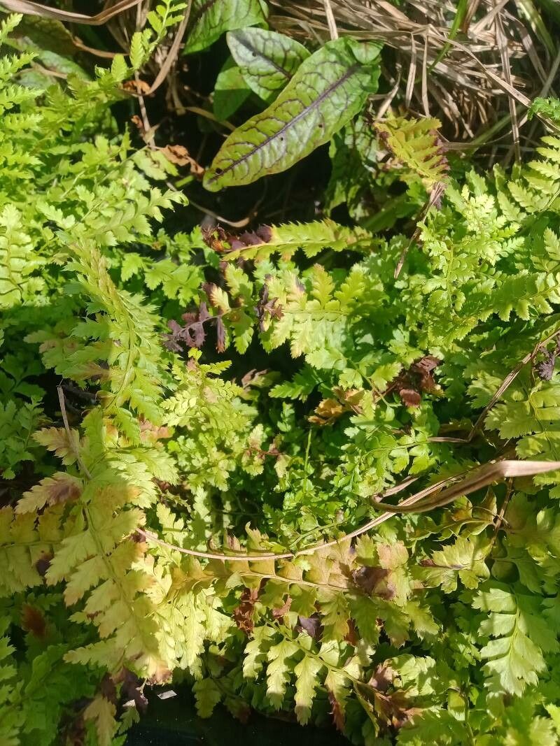 Dryopteris pallida habit