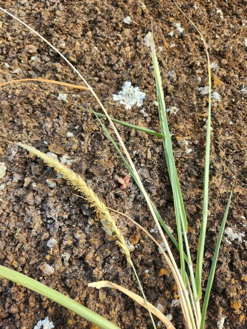 Cenchrus squamulatus flower