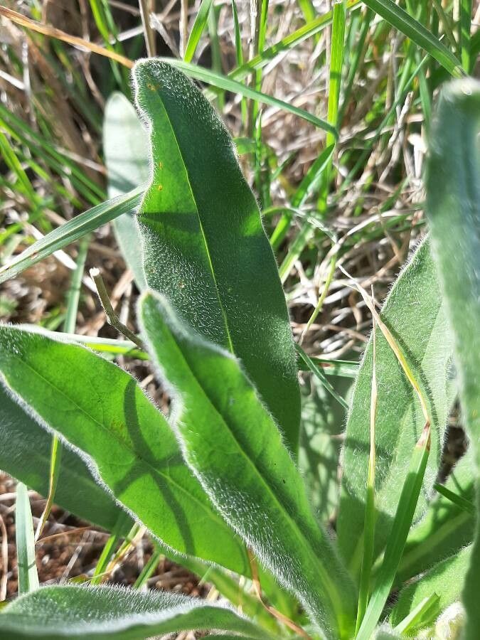 Cynoglossum clandestinum — search result for 'Cynoglossum'