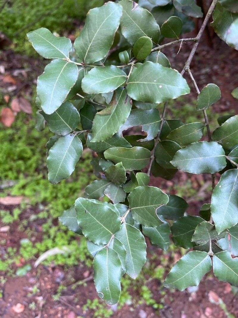 Cryptocarya alba — search result for 'Chile'