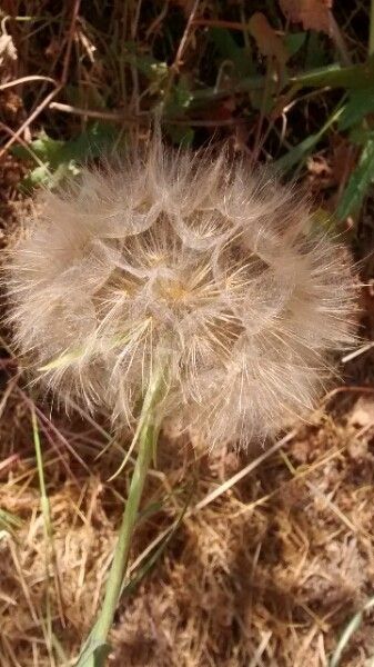Tragopogon porrifolius fruit