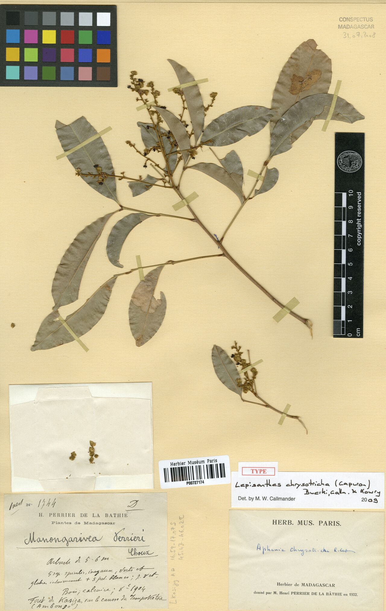 Lepisanthes chrysotricha — related species from the same genus