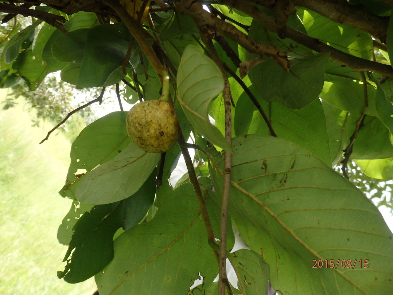Annona senegalensis flower