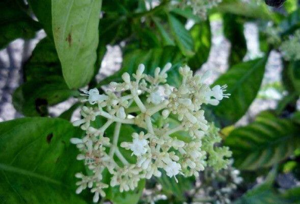 Psychotria luxurians leaf