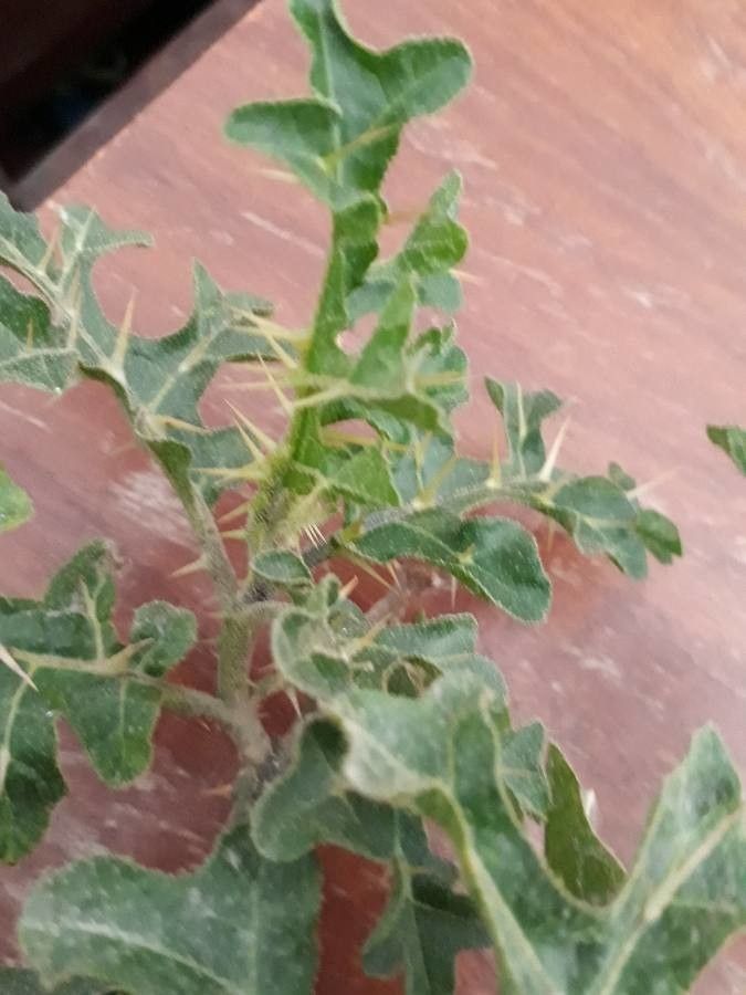 Solanum sodomaeum leaf