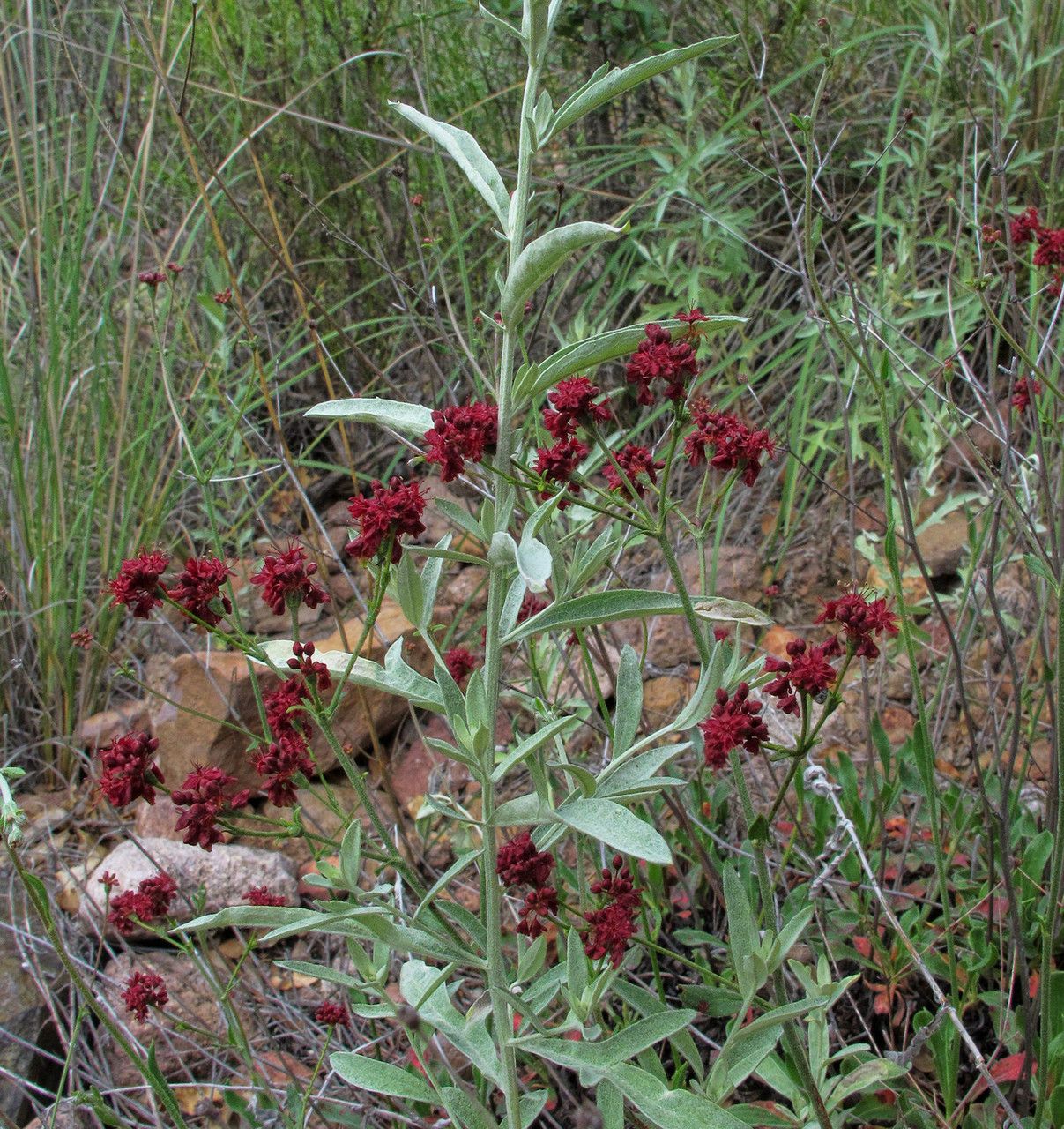 Eriogonum hemipterum habit