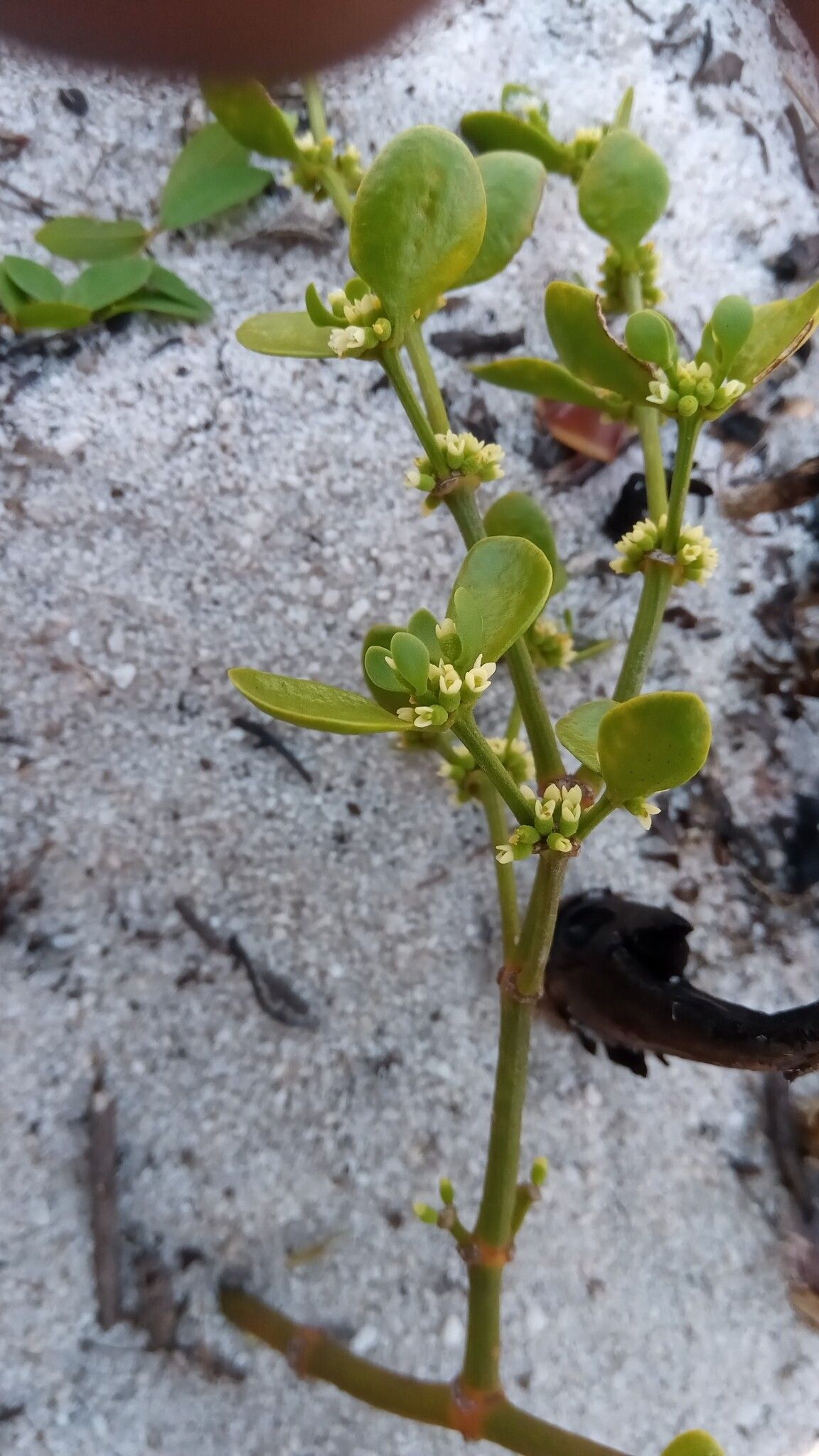 Viscum ambongoense habit