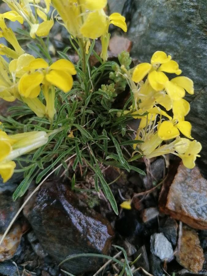 Erysimum jugicola leaf