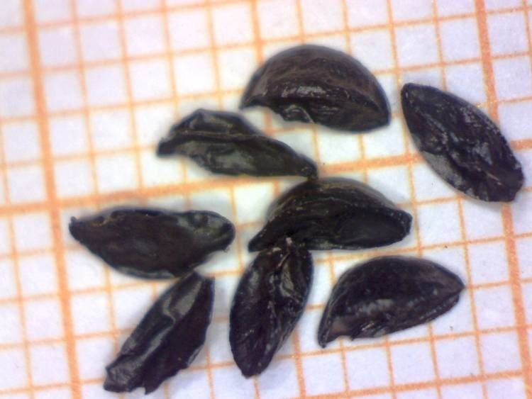 Allium saxatile fruit