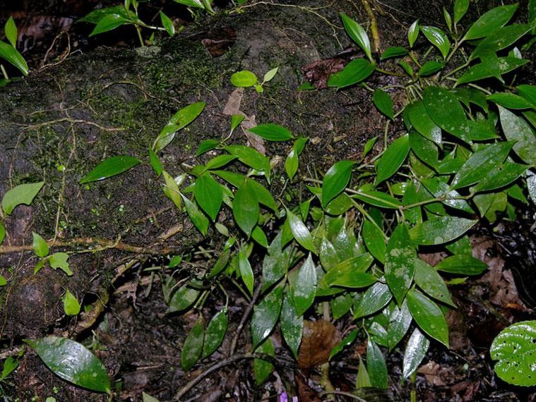 Peperomia pseudopereskiifolia — houseplant care guide