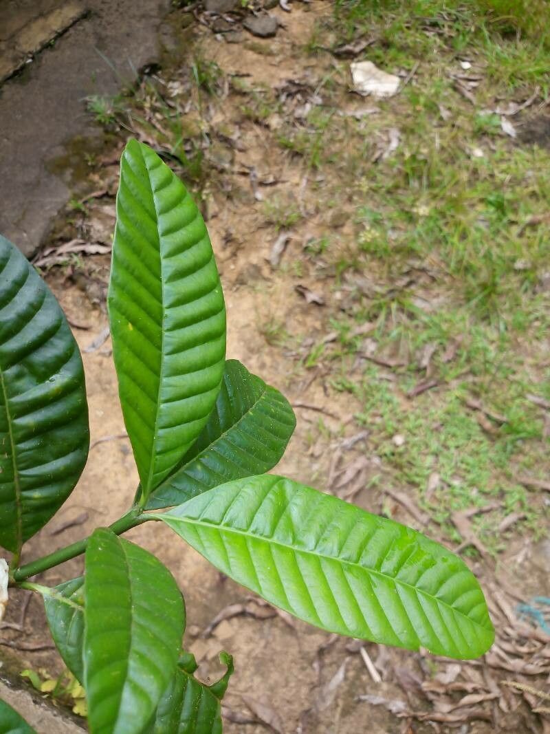 Tabernaemontana siphilitica leaf