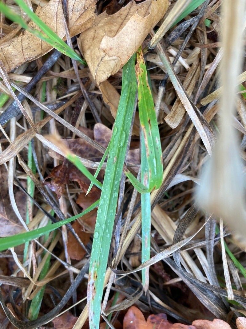 Agrostis exarata — search result for 'Agrostis'