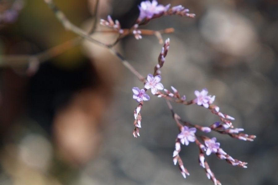 Limonium echioides flower