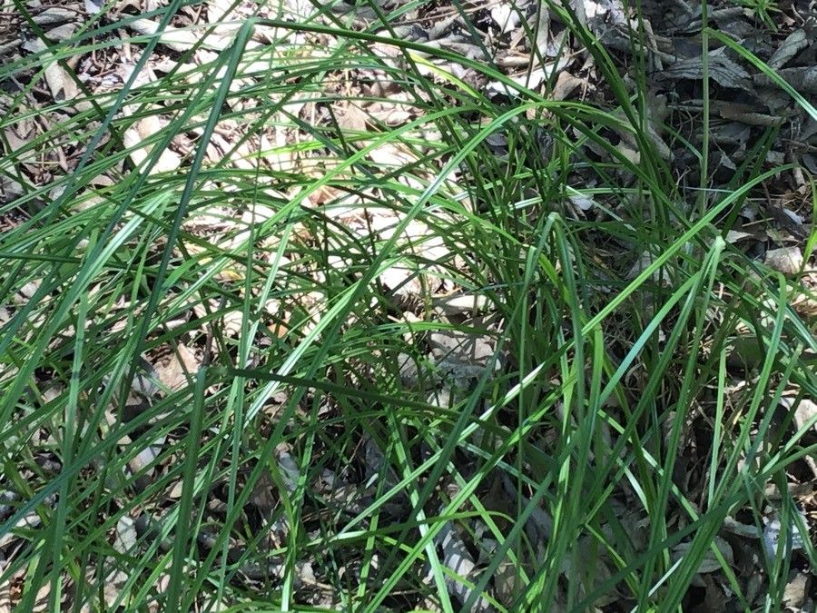 Cyperus longus leaf