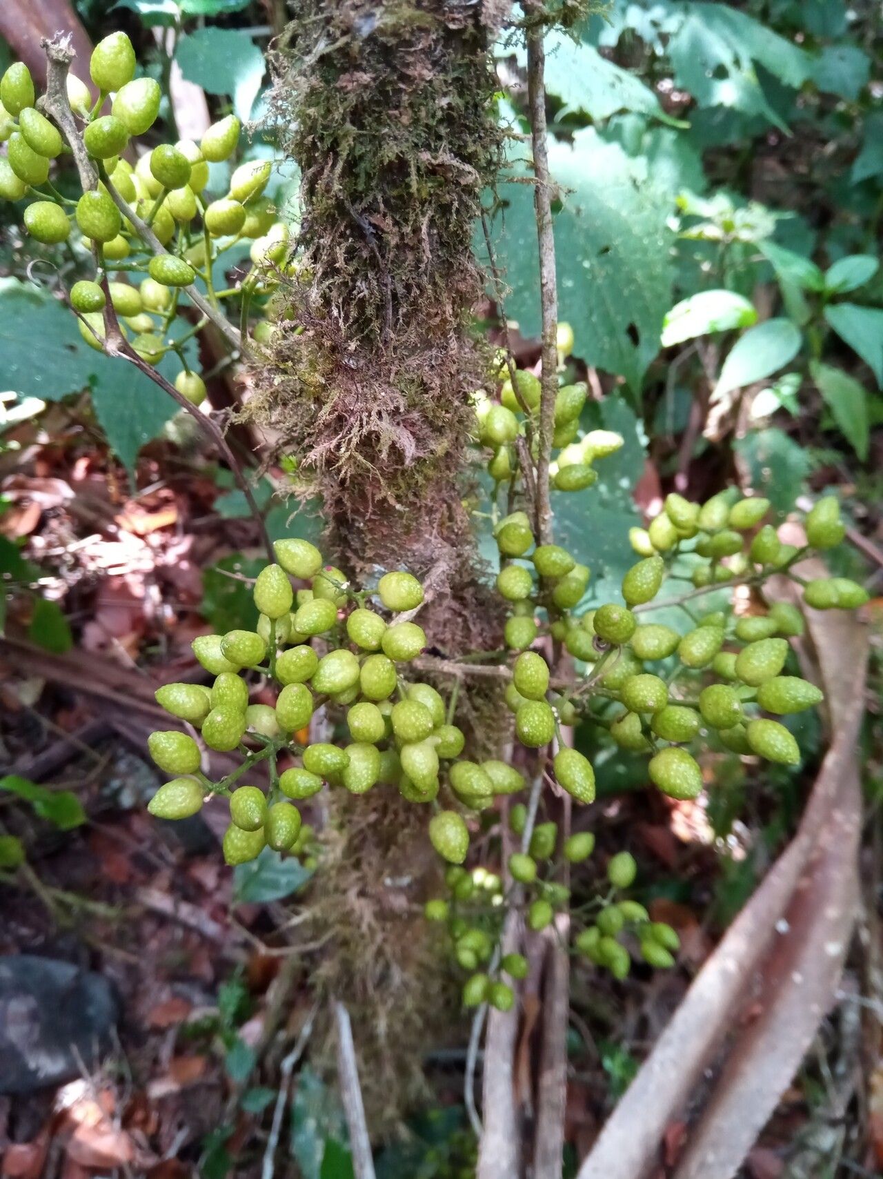 Vepris dicarpella fruit