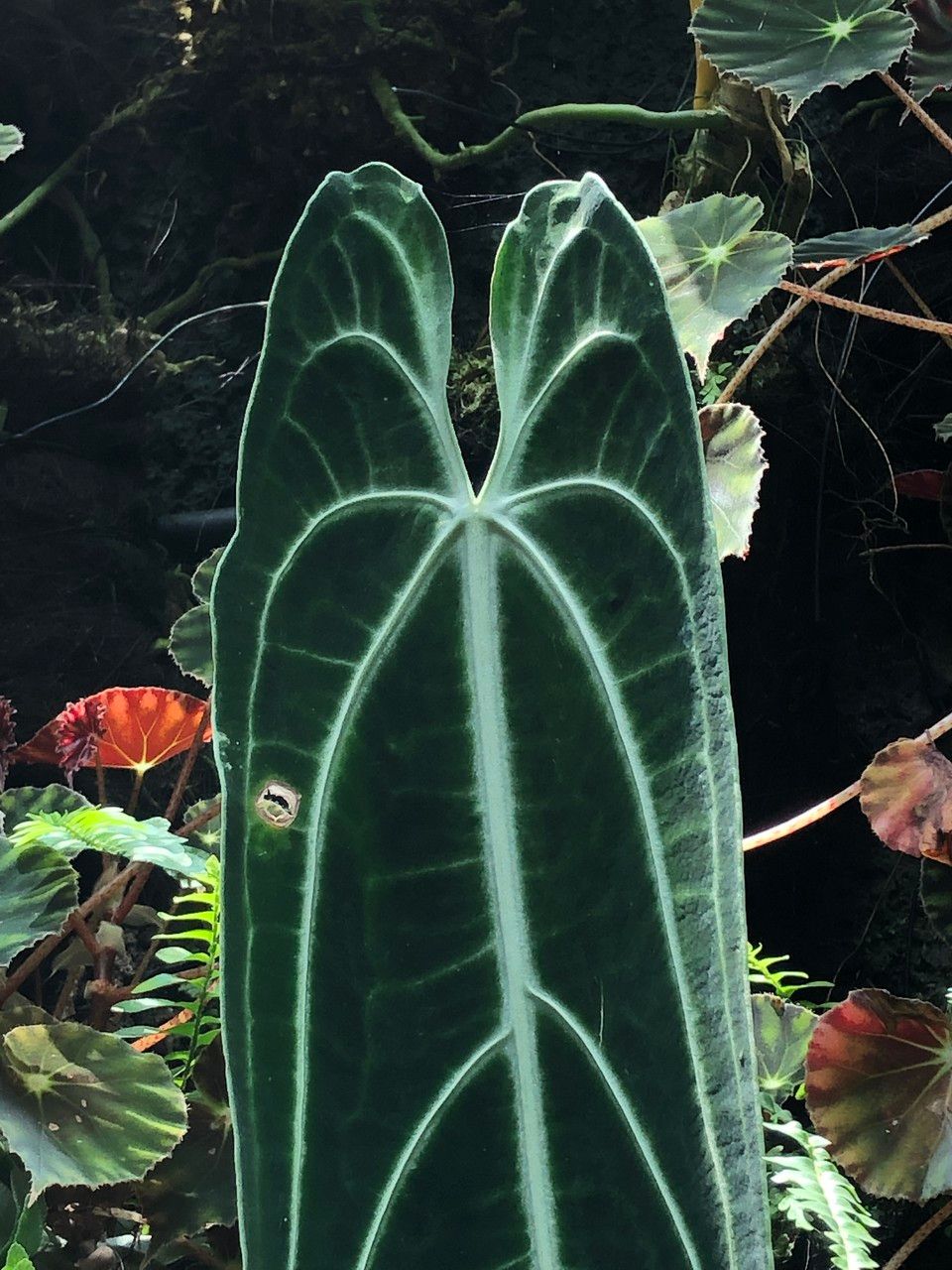 Anthurium warocqueanum habit