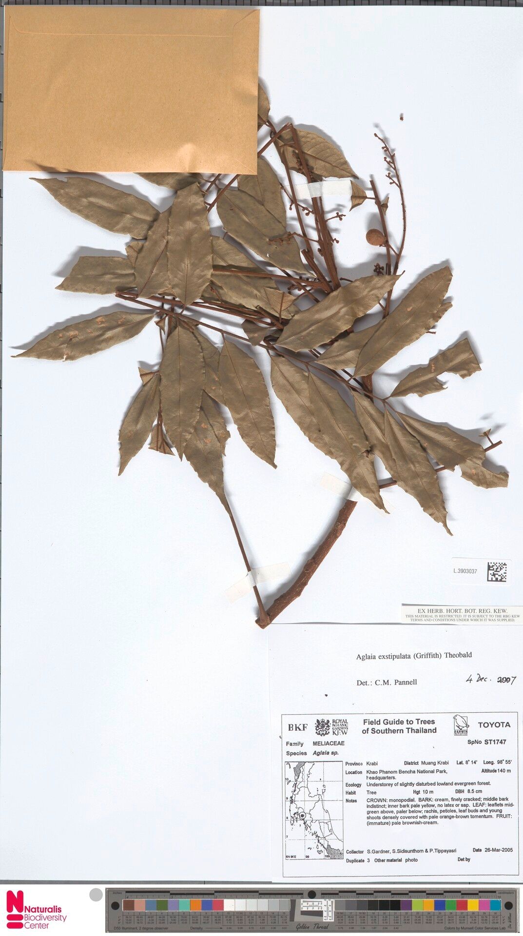 Aglaia exstipulata — related species from the same genus