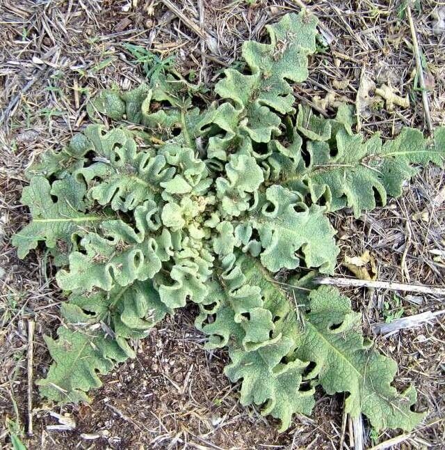 Verbascum conocarpum — search result for 'Verbascum'