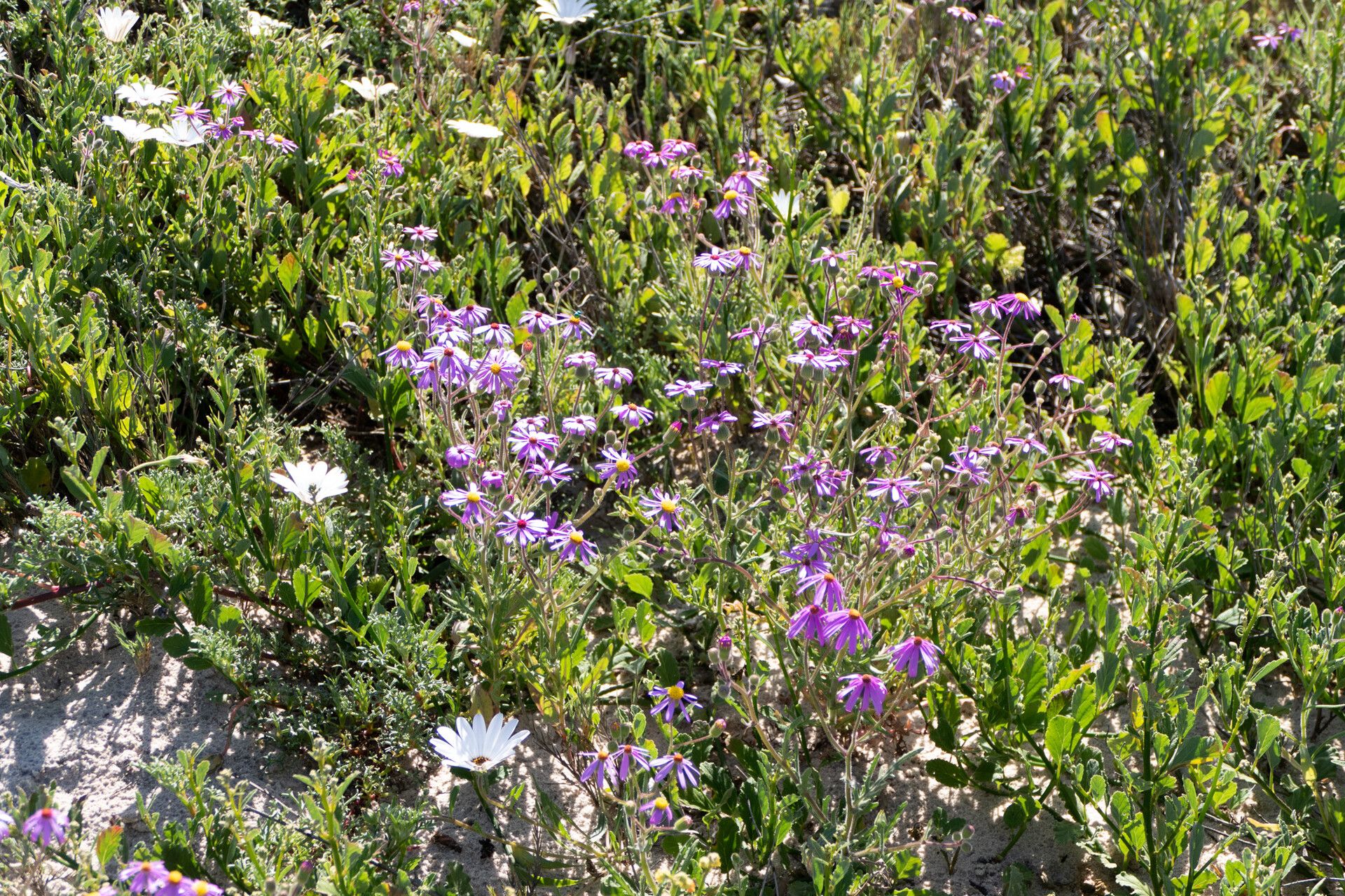 Senecio arenarius habit