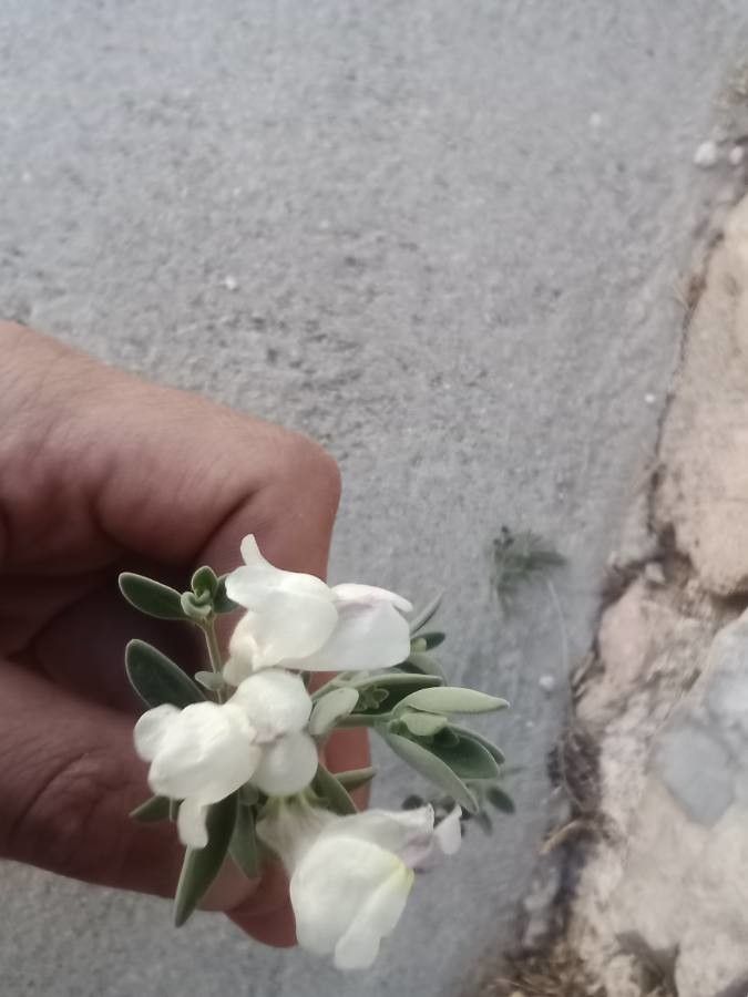 Antirrhinum molle flower