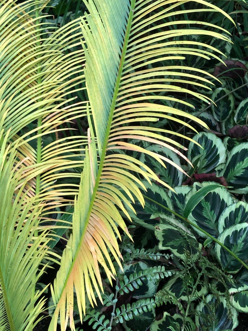 Cycas panzhihuaensis habit