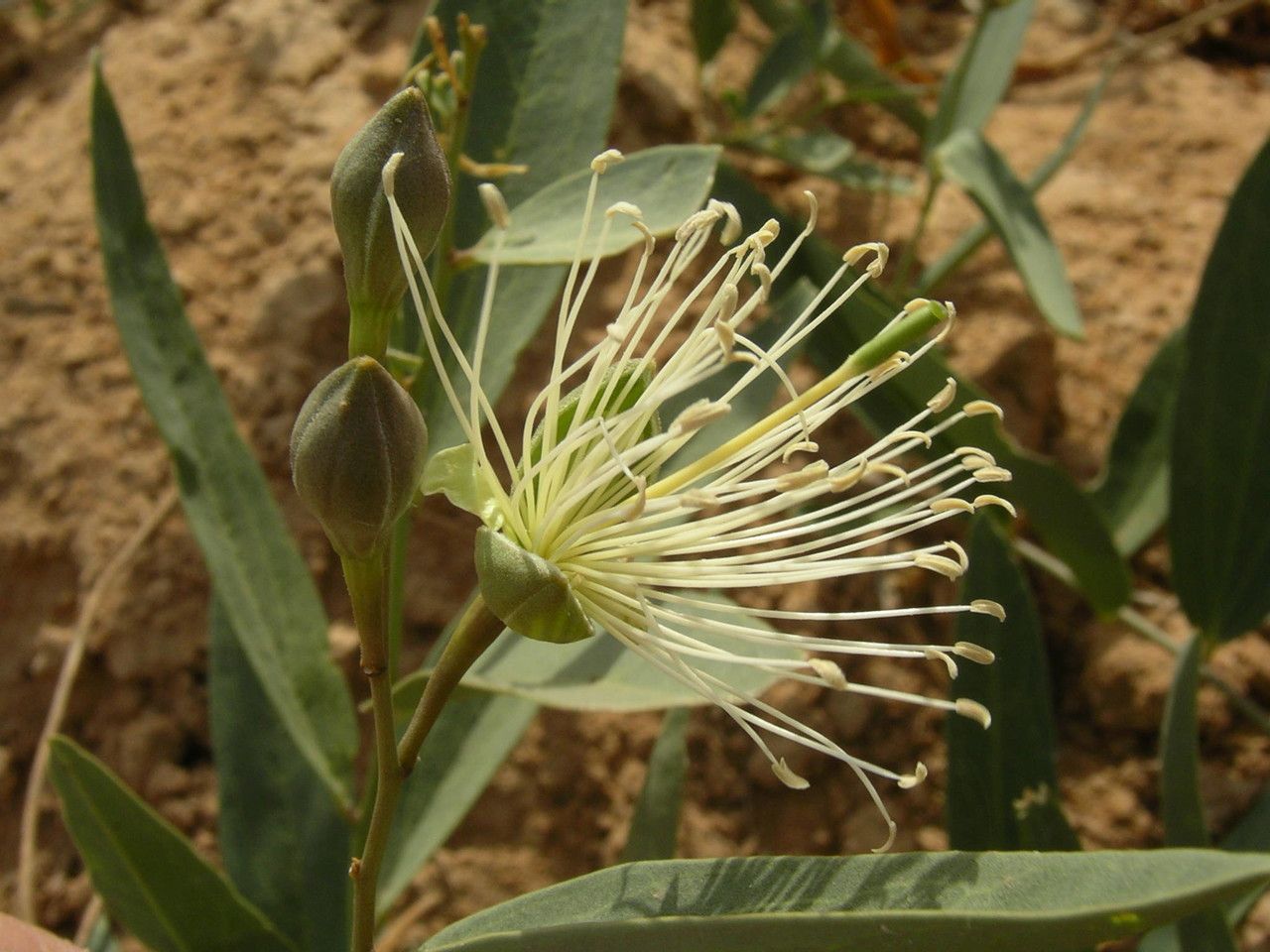 Maerua oblongifolia fruit