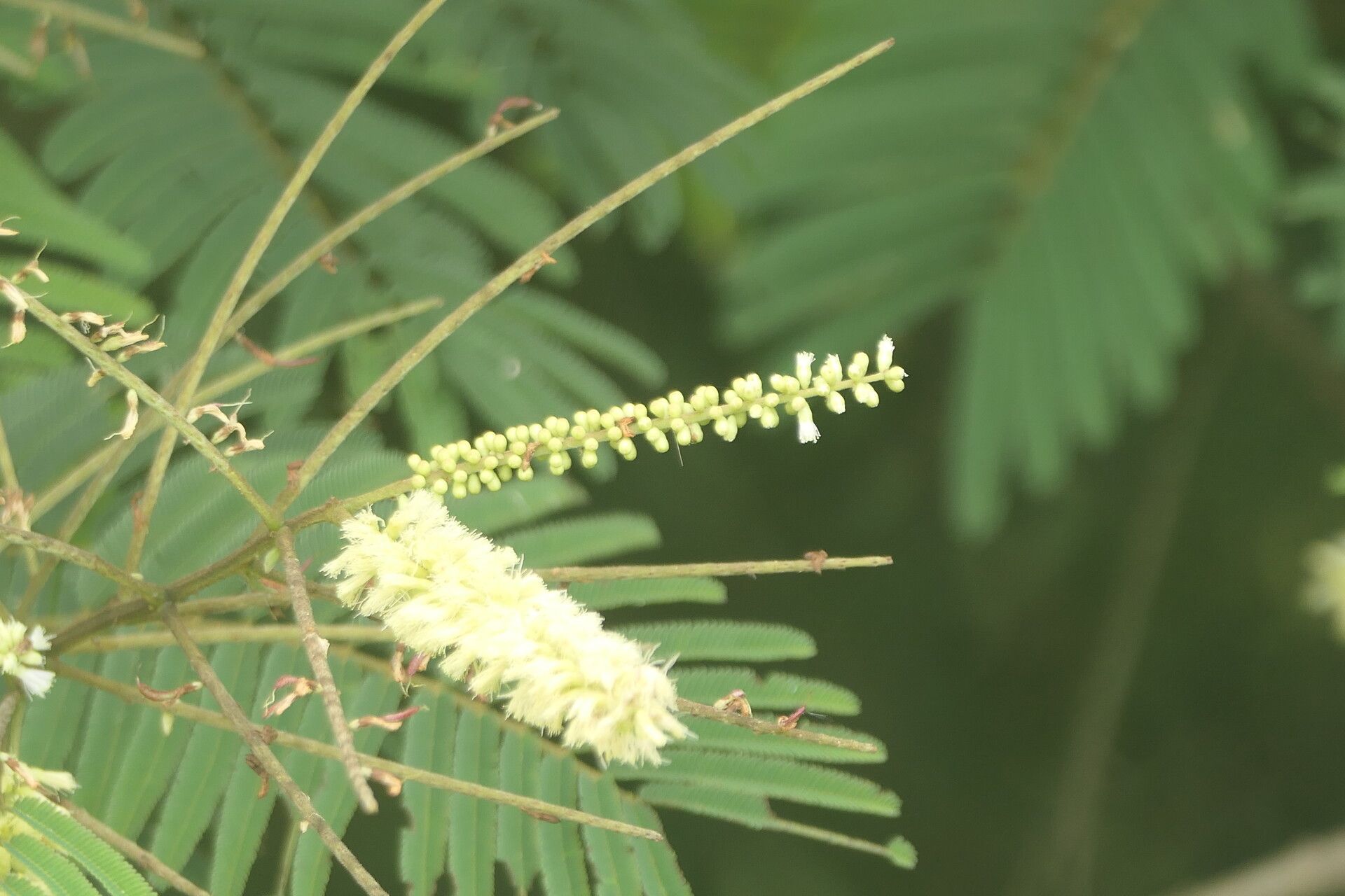 Senegalia ataxacantha flower