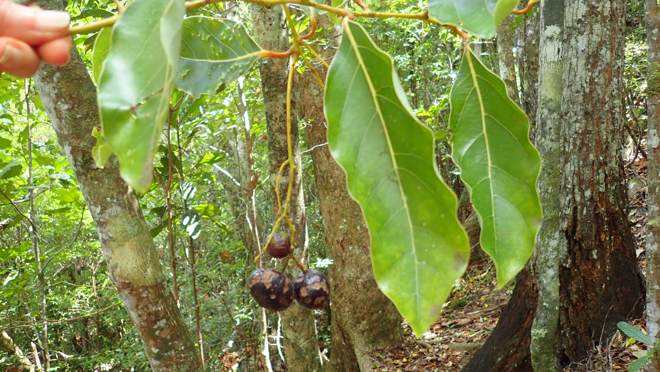 Cryptocarya macrodesme — houseplant care guide