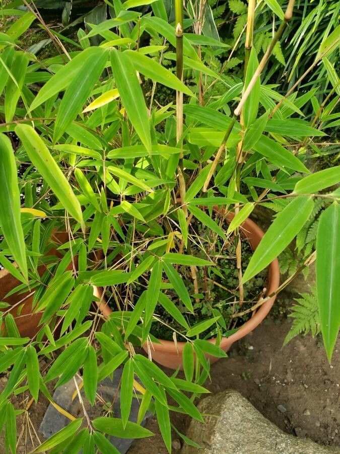 Himalayacalamus falconeri habit