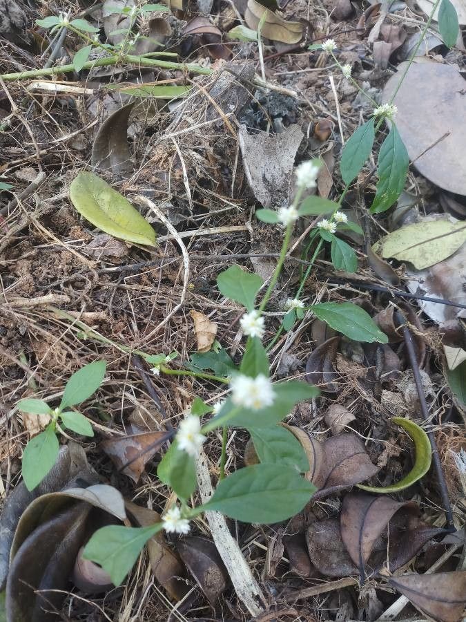 Alternanthera sessilis flower
