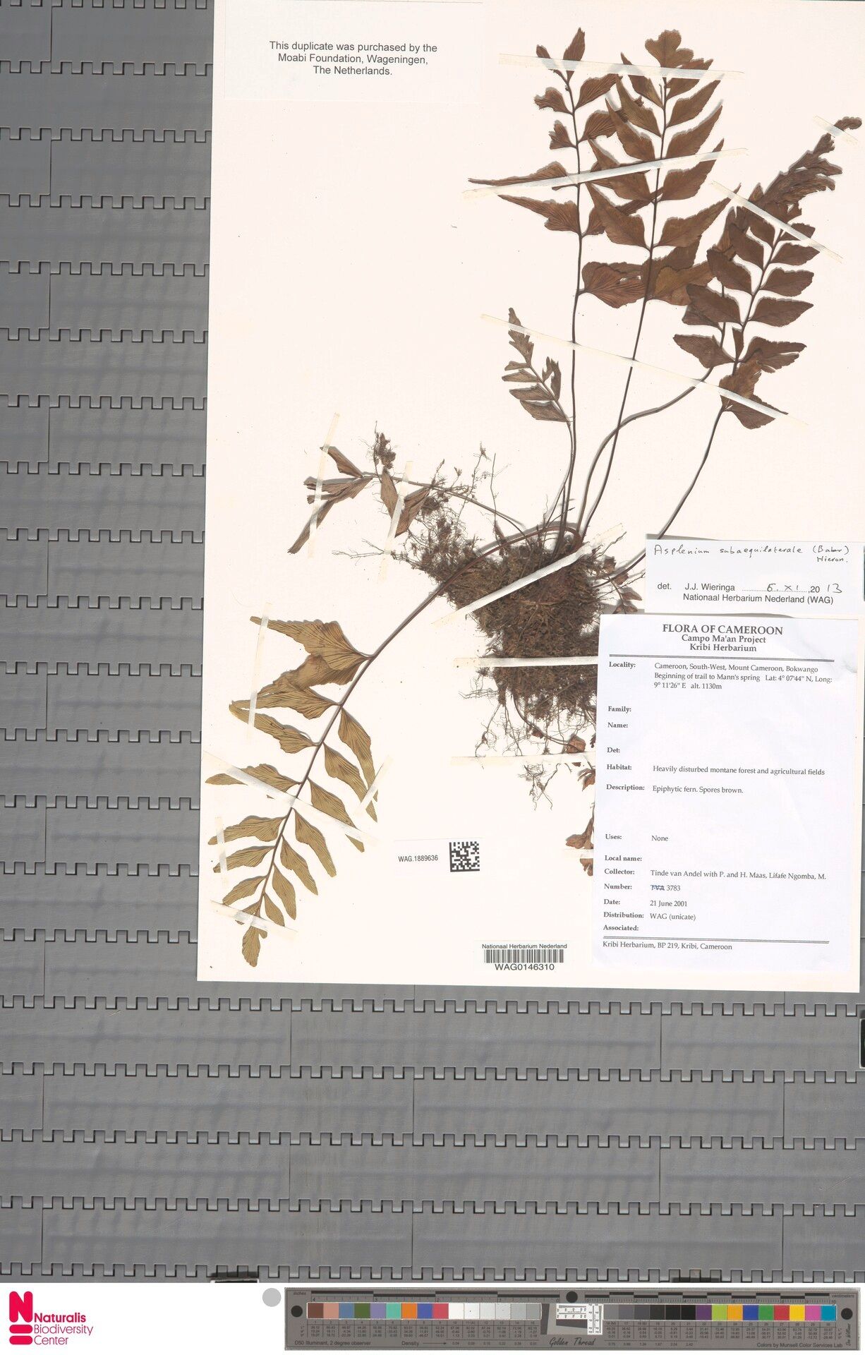 Asplenium subaequilaterale — houseplant care guide