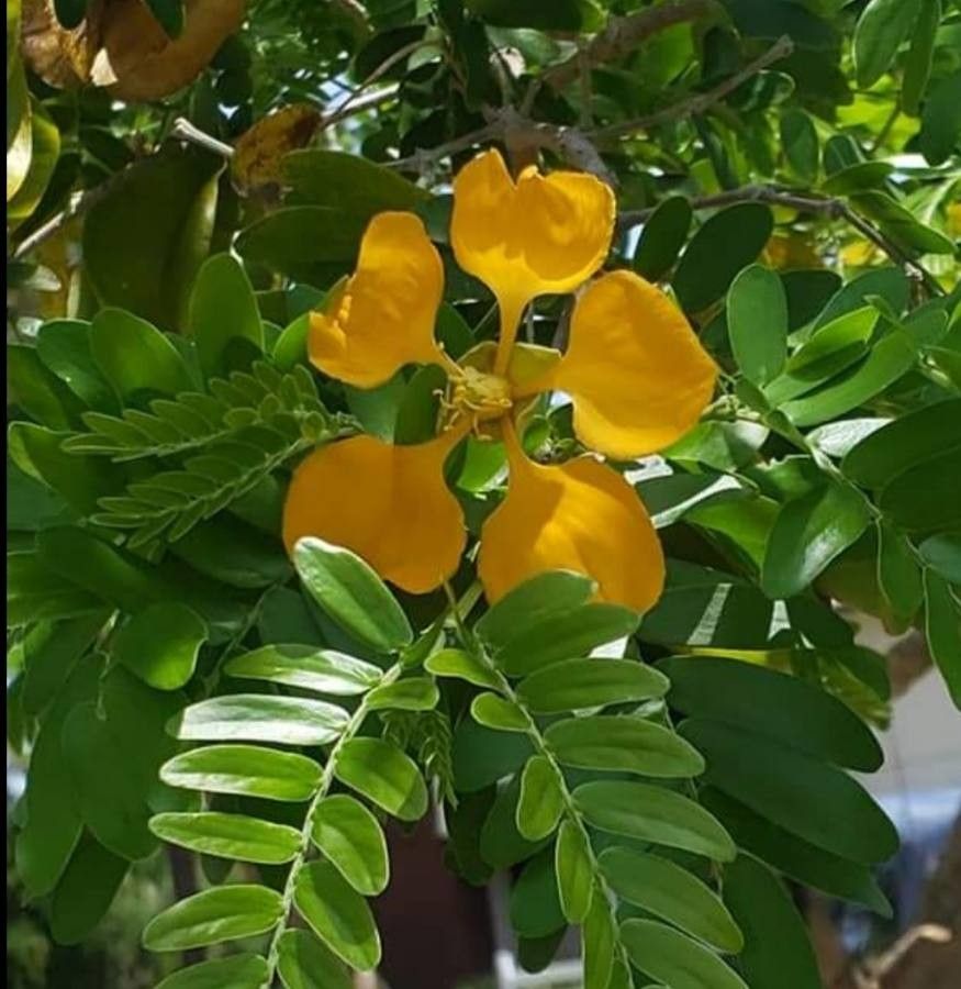 Bulnesia arborea flower