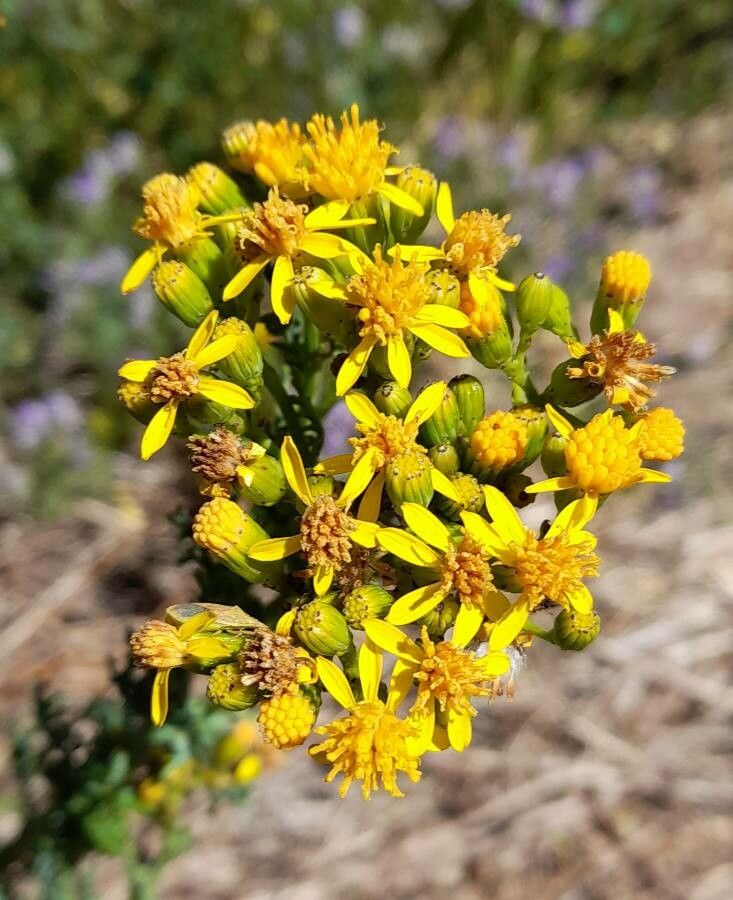 Senecio eruciformis flower