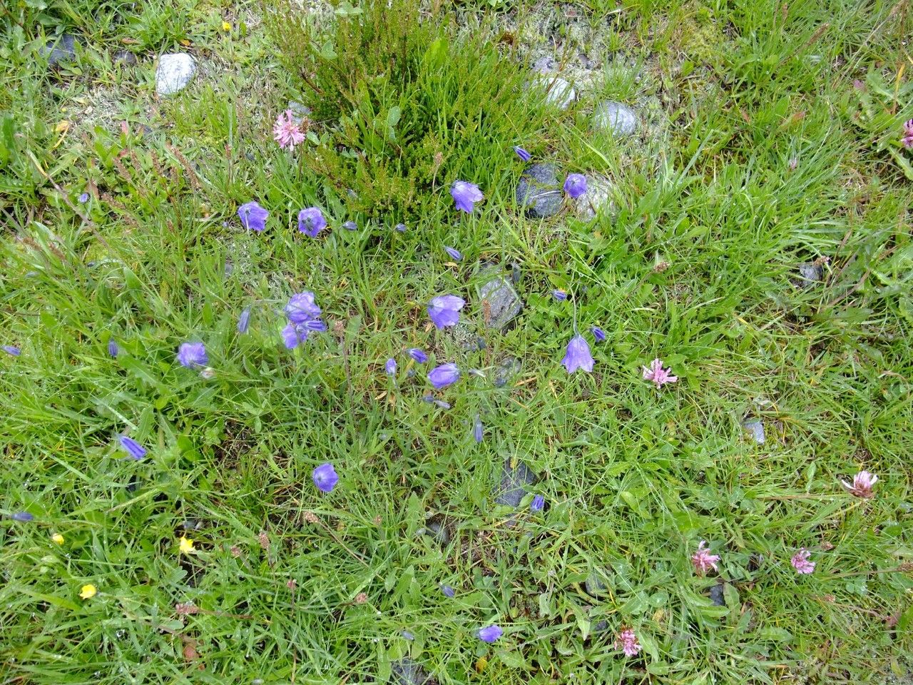 Campanula bertolae habit