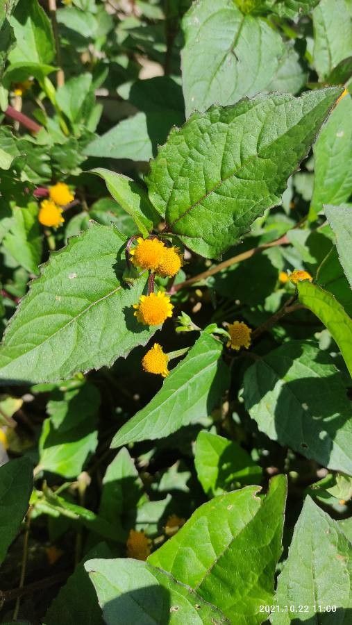 Acmella caulirhiza flower